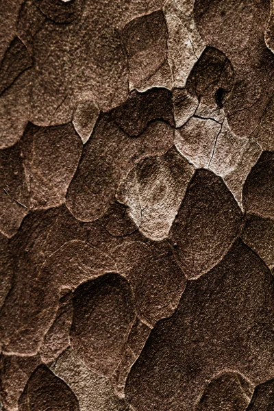 Texture en bois. Macro pin — Photo