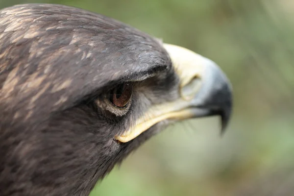 Águila estepa —  Fotos de Stock