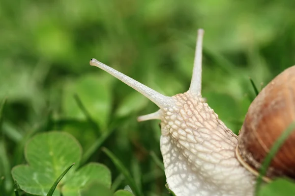 Snail. Helix pomatia. — Stock Photo, Image
