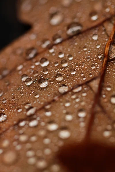 Fallen leaves covered with raindrops — Stock Photo, Image