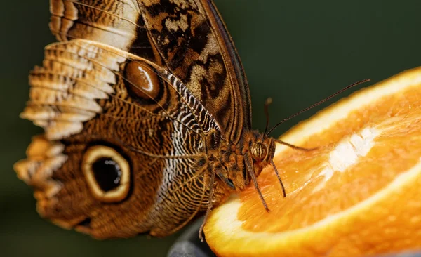 Macro fotografia di una farfalla — Foto Stock