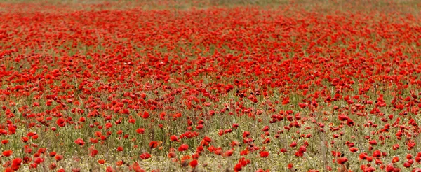 Roter Mohn — Stockfoto