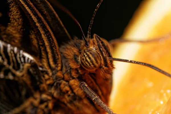 蝶のマクロ写真 — ストック写真