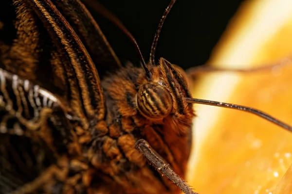 Fotografia macro de uma borboleta — Fotografia de Stock