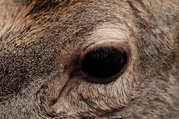 Deer eye close-up — Stock Photo, Image