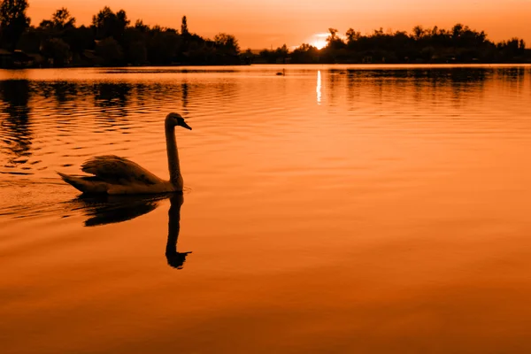 Cigno solitario — Foto Stock