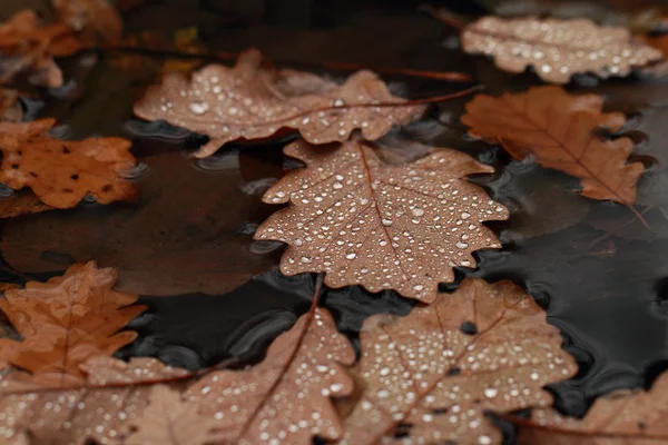 Πεσμένα φύλλα που καλύπτονται με σταγόνες της βροχής — Φωτογραφία Αρχείου