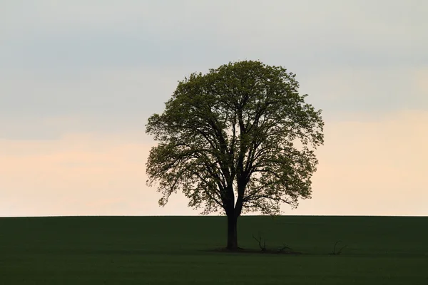 Arbre sur champ vert — Photo