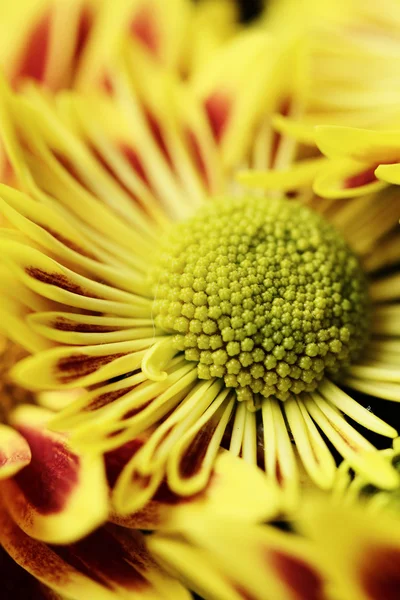 Crisantemo giallo rosso — Foto Stock