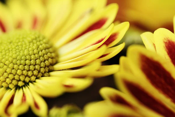 Crisantemo giallo rosso — Foto Stock