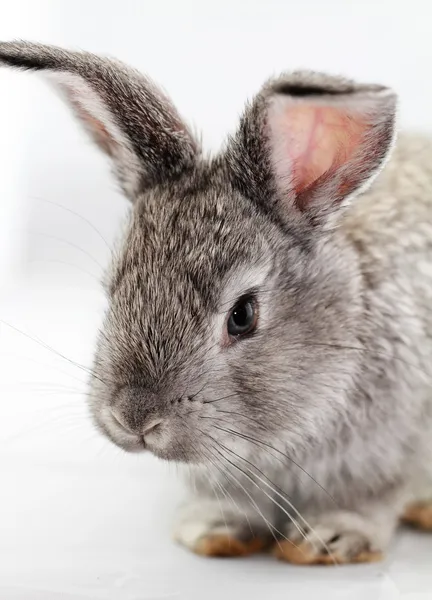 Gray rabbit — Stock Photo, Image