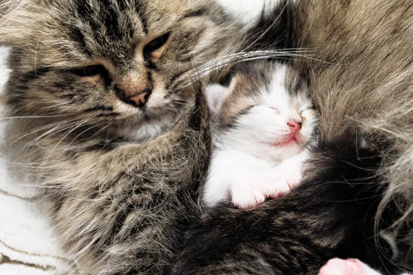 Cat and kitten hugs Stock Photo