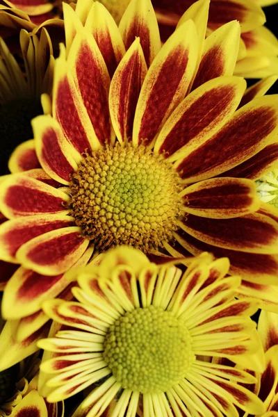 Red yellow chrysanthemum — Stock Photo, Image