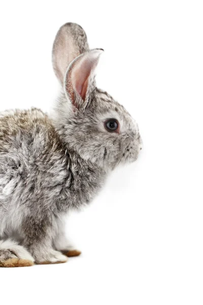 Graues Kaninchen — Stockfoto
