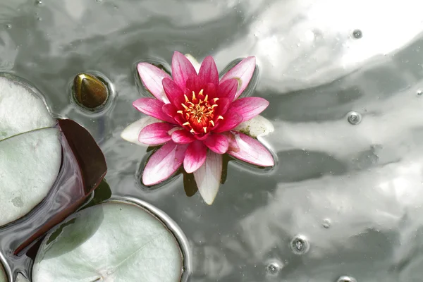 Pink water lily — Stock Photo, Image