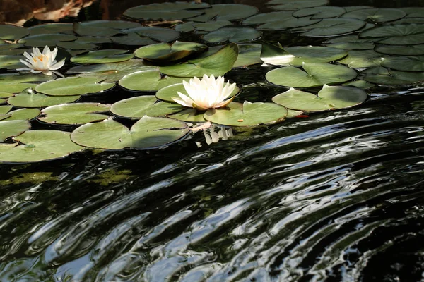 White water lily — Stock Photo, Image