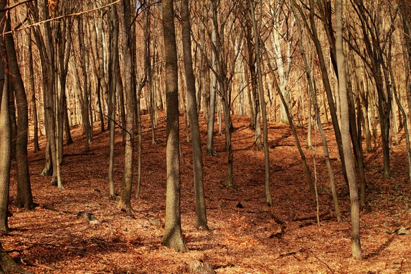 Skog på høst – stockfoto