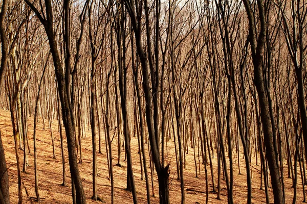 Bosque en otoño — Foto de Stock