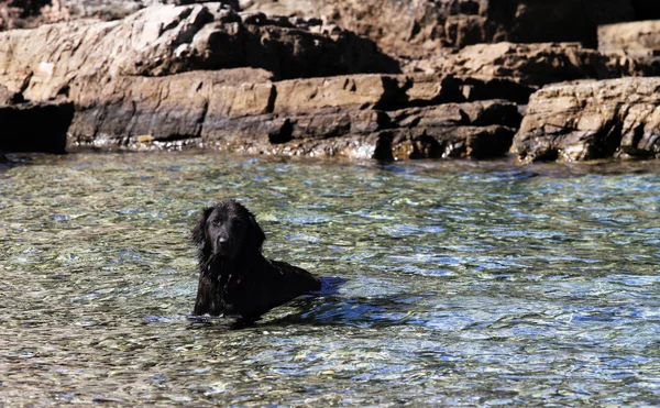Dog in the cool sea — Stock Photo, Image
