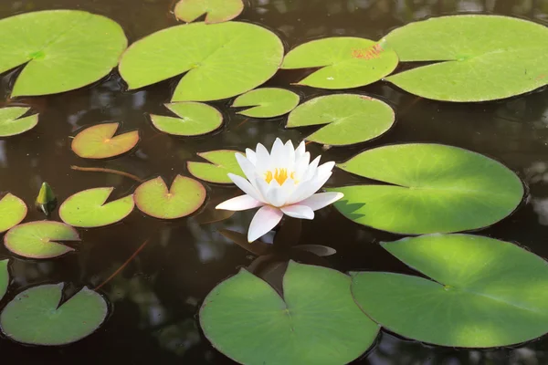 White water lily — Stock Photo, Image