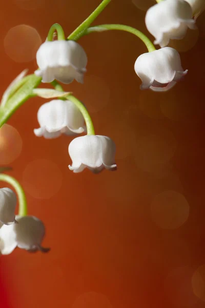 Lily of the valley — Stock Photo, Image