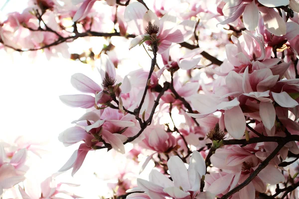 Magnolia tree — Stock Photo, Image