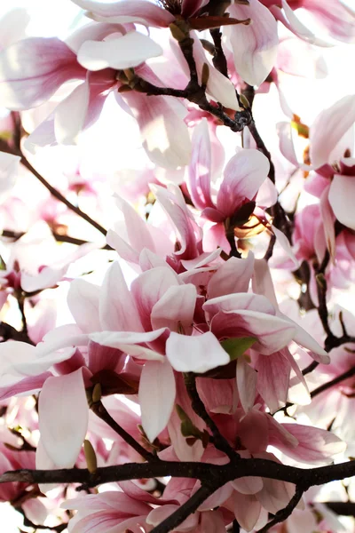 Magnolia tree — Stock Photo, Image