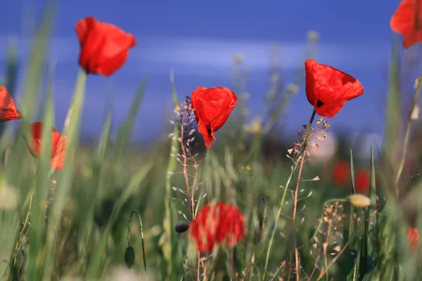 Röd vallmo — Stockfoto