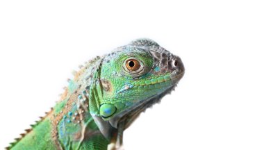 Yeşil iguana