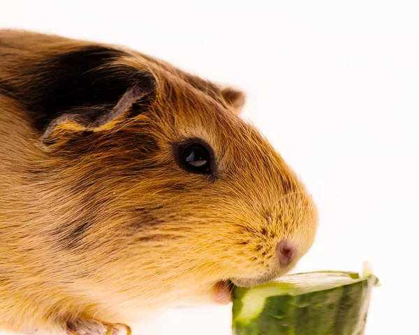 Rode cavia — Stockfoto