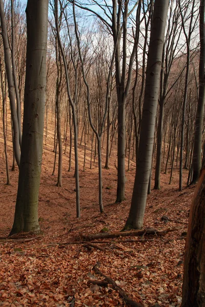 Forêt en automne — Photo