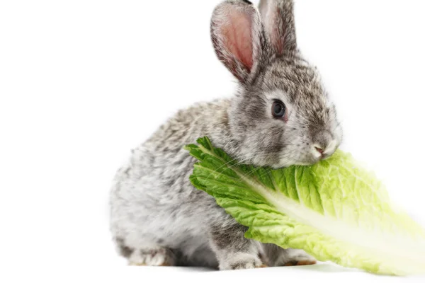 Conejo gris — Foto de Stock