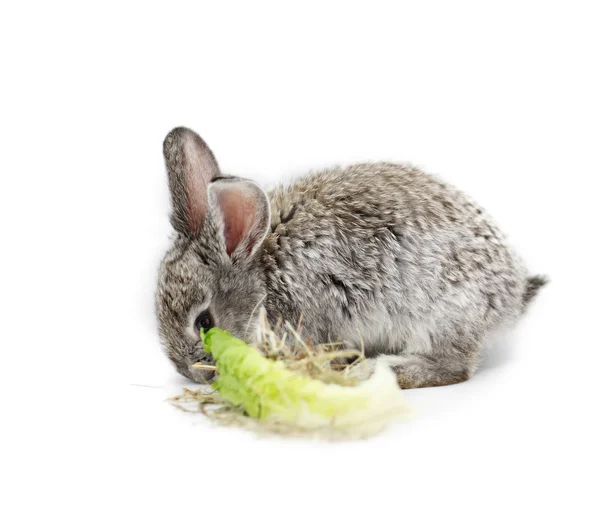 Conejo gris — Foto de Stock