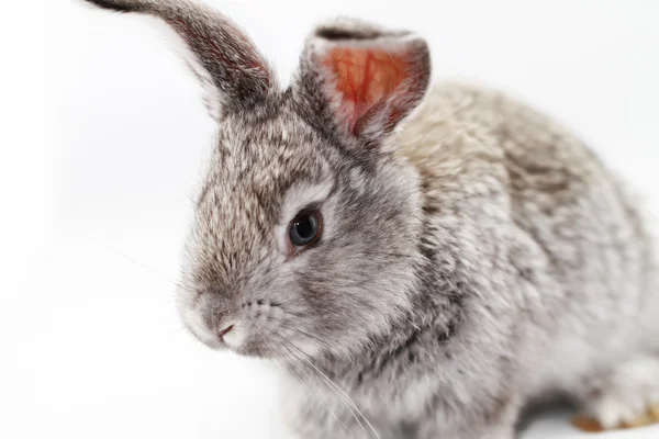 Graues Kaninchen — Stockfoto