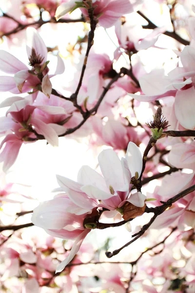 Drzewa magnolii — Zdjęcie stockowe