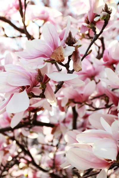 Drzewa magnolii — Zdjęcie stockowe