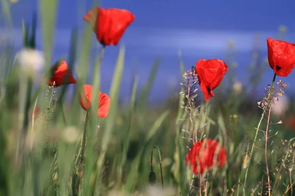 Red poppies — Stock Photo, Image