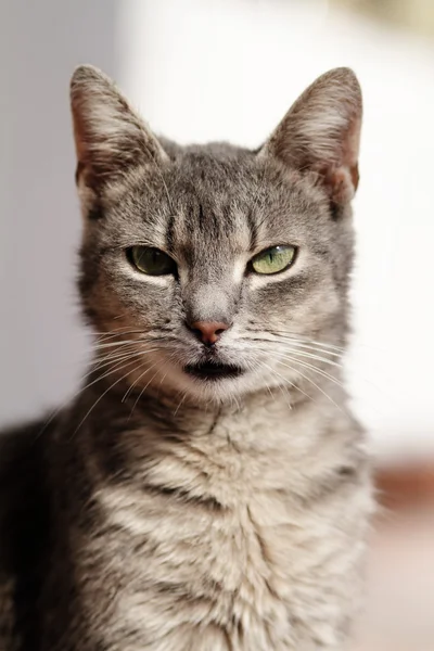 Retrato de gato — Fotografia de Stock