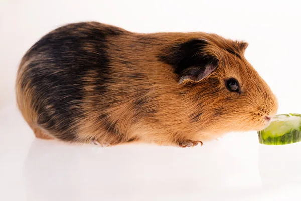 Rode cavia — Stockfoto