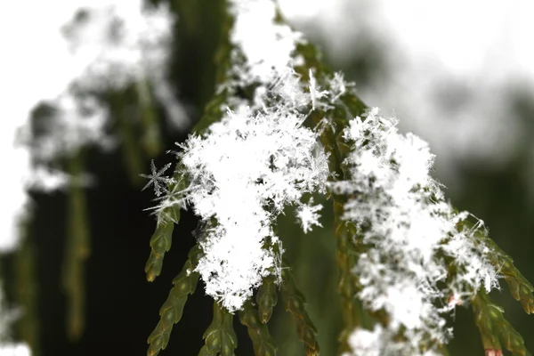 Snow on fir branches, macro — Stock Photo, Image