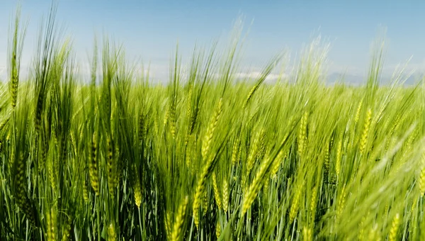 Grüner Weizen — Stockfoto