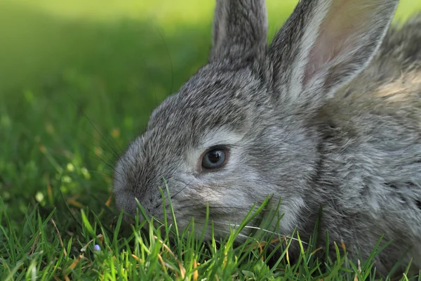 Graues Kaninchen — Stockfoto