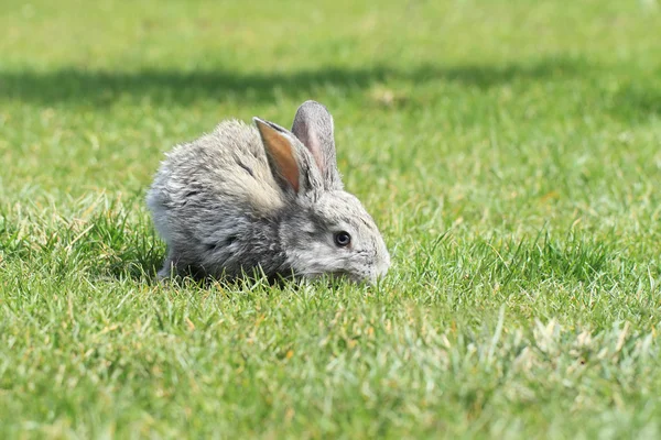 Gray rabbit — Stock Photo, Image