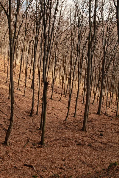 Skogen i höst — Stockfoto