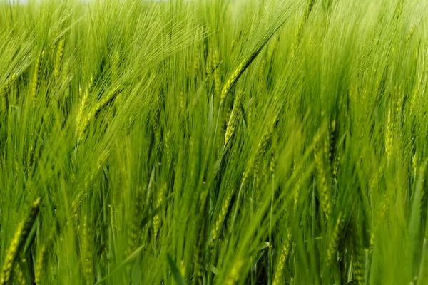 Yeşil buğday — Stok fotoğraf
