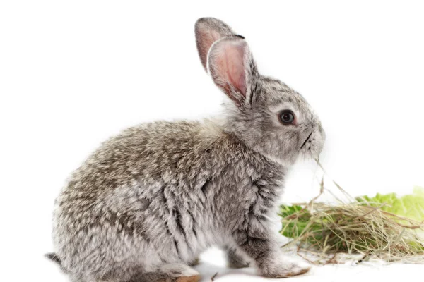 Gray rabbit — Stock Photo, Image