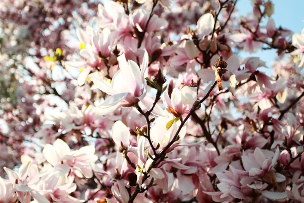 Magnolia tree — Stock Photo, Image