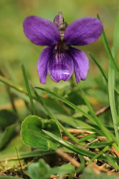 紫色のバイオレットの花 — ストック写真