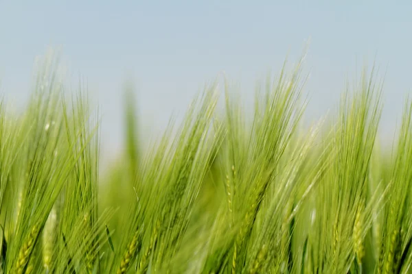 Grüner Weizen — Stockfoto