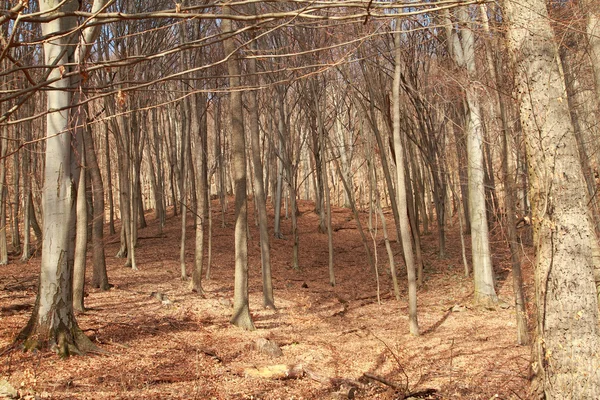 Bosque en otoño — Foto de Stock